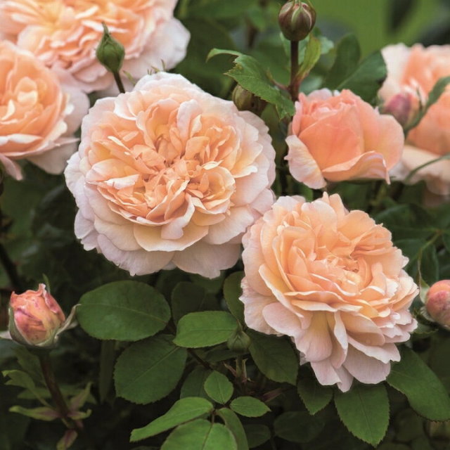 バラ 苗 イングリッシュローズ 【ザ レディー ガーデナー 大輪