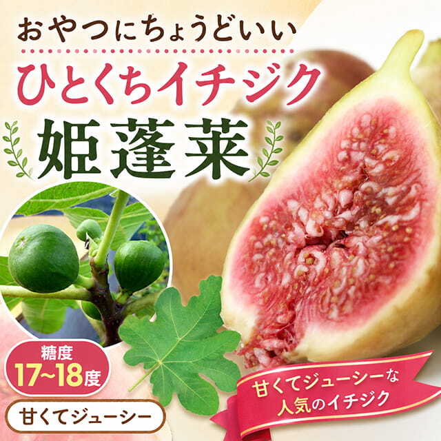■優良2年生大苗■ イチジク 苗 【姫蓬莱 (ヒメホウライ)】 2年生大苗 挿し木