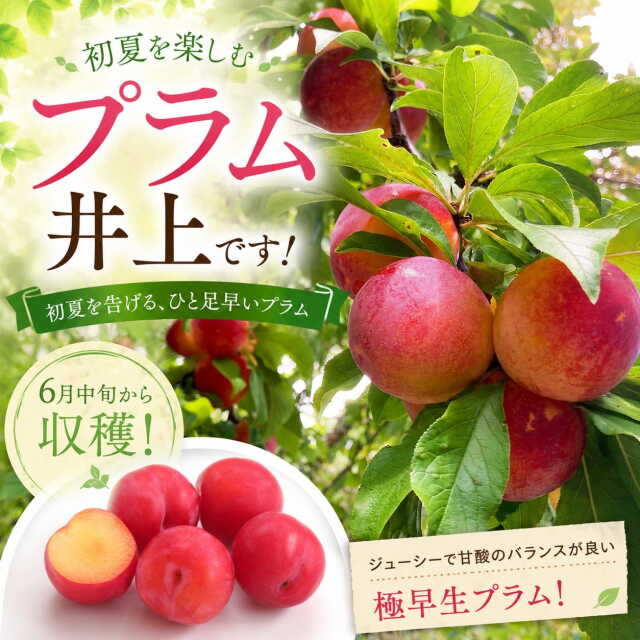 ■優良2年生大苗■ スモモ プラム 苗 【プラム井上】 2年生大苗 接ぎ木