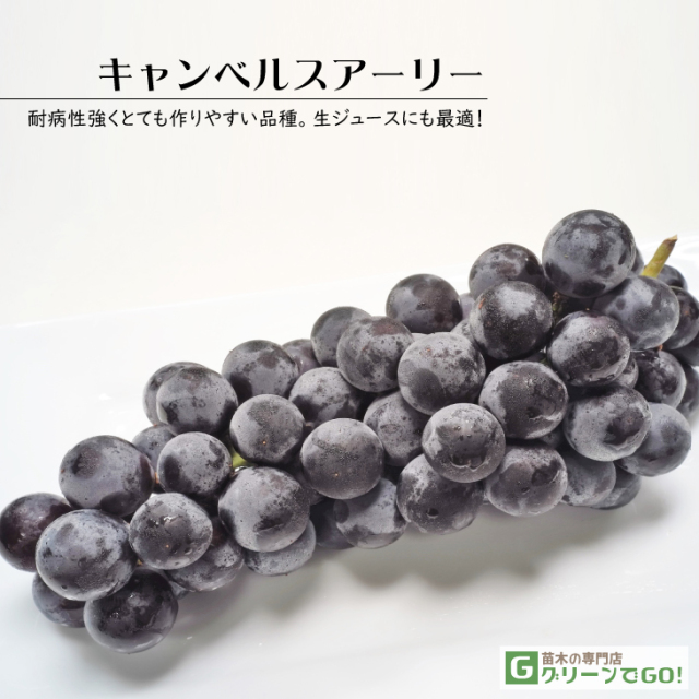 数量限定SALE ぶどう 大苗 約1.1m 挿し木 3年生 【キャンベルスアーリー】 苗木 果菜