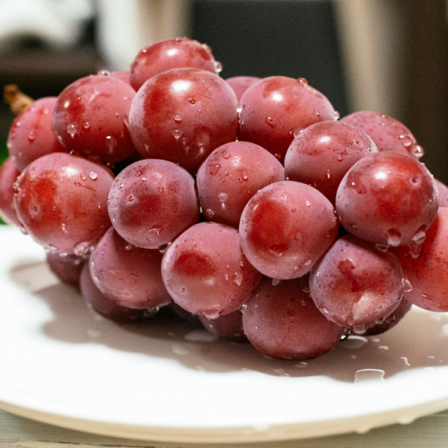 ぶどう 苗木 【悟紅玉（ごこうぎょく） ※旧 ゴルビー】 3年生 ウイルス