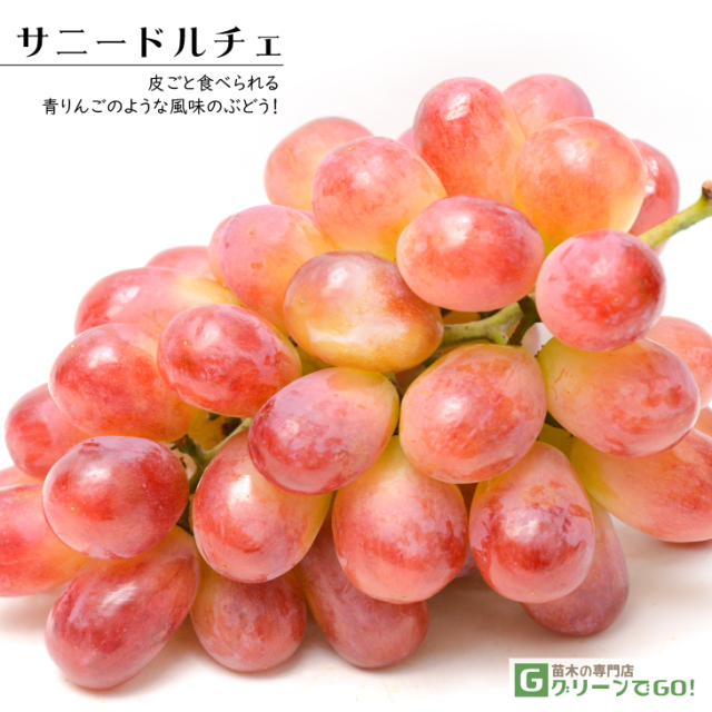 ぶどう 苗木 【サニードルチェ ［登録品種］】 3年生 ウイルスフリー