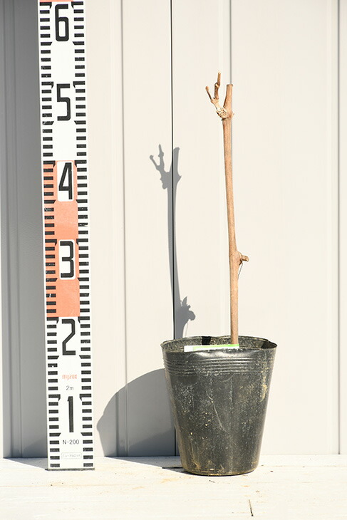 ぶどう 苗木 【シャインマスカット ［登録品種］】 1年生 挿し木苗