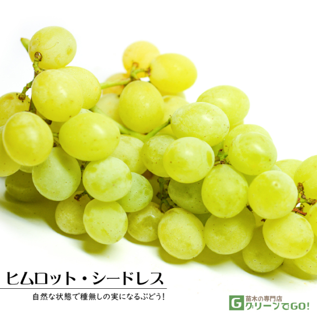 緑系 苗木の専門店 【グリーンでGO！】