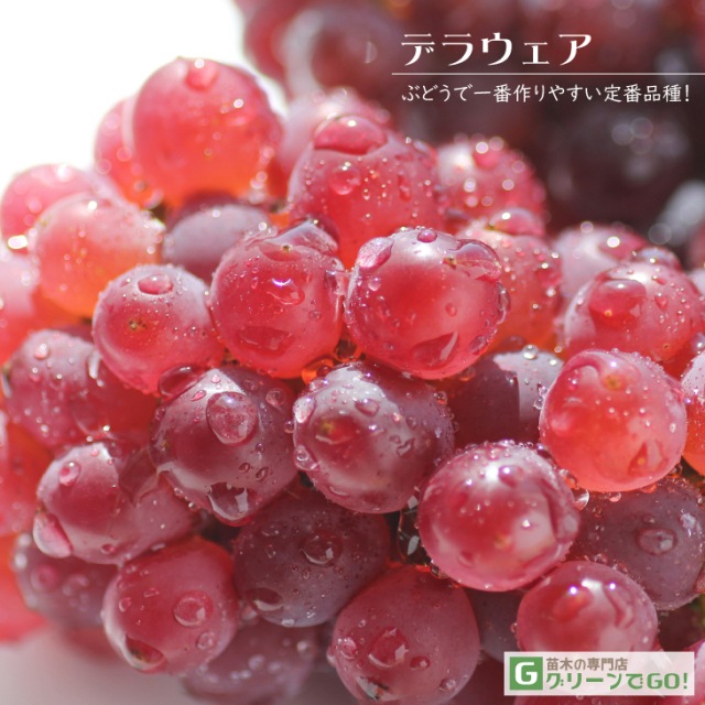 葡萄 デラウェアー大苗　実(10個付き)大苗　約90㌢6号 宅急便 hanahirobaonline_budou-derawea