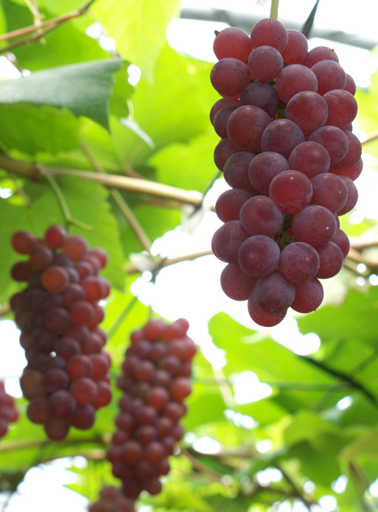 tn01-117-04.jpg?t=20211007155753