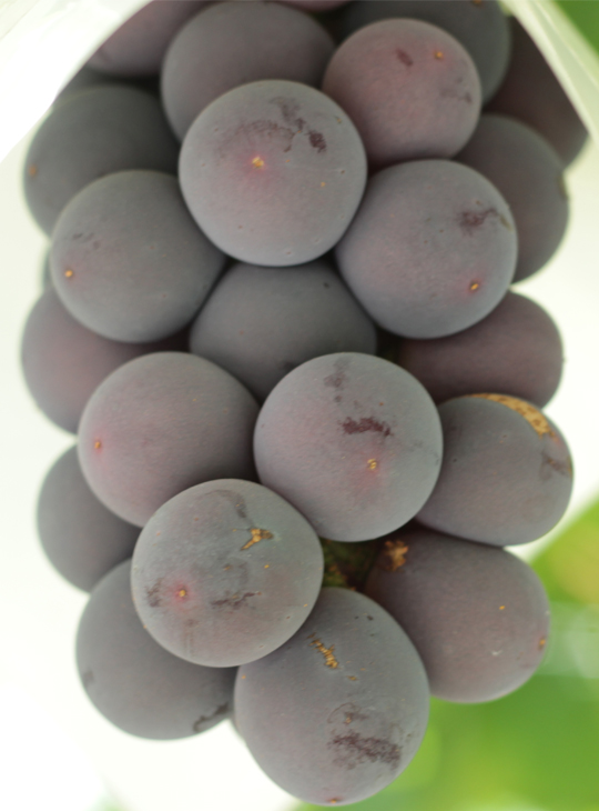 ぶどう 苗木 【ピオーネ】 3年生 ウイルスフリー 接ぎ木 約1.1m 大苗