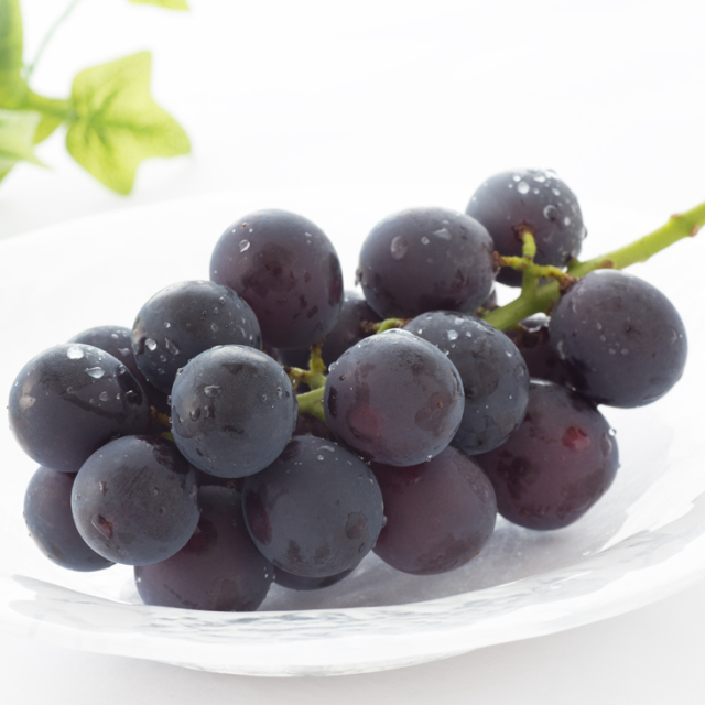 楽天市場】ぶどう 苗木 【天晴（あっぱれ） ［登録品種］】 1年生