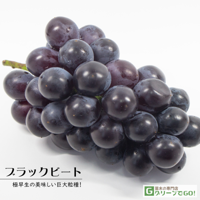 黒系 苗木の専門店 【グリーンでGO！】