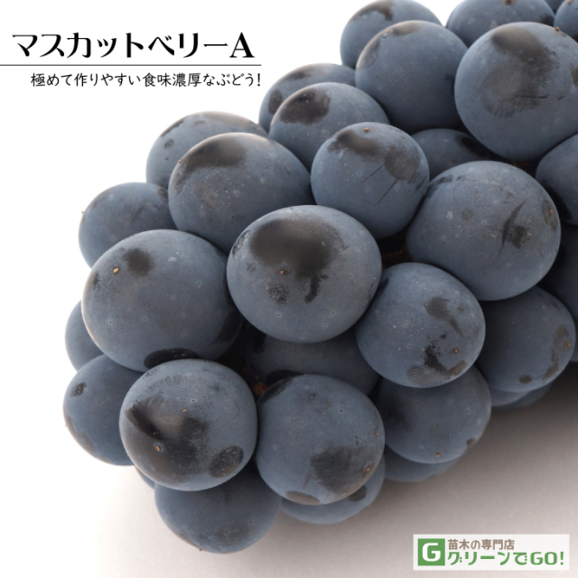 ぶどう 苗木 【マスカットベリーA】 3年生 ウイルスフリー 接ぎ木 大苗