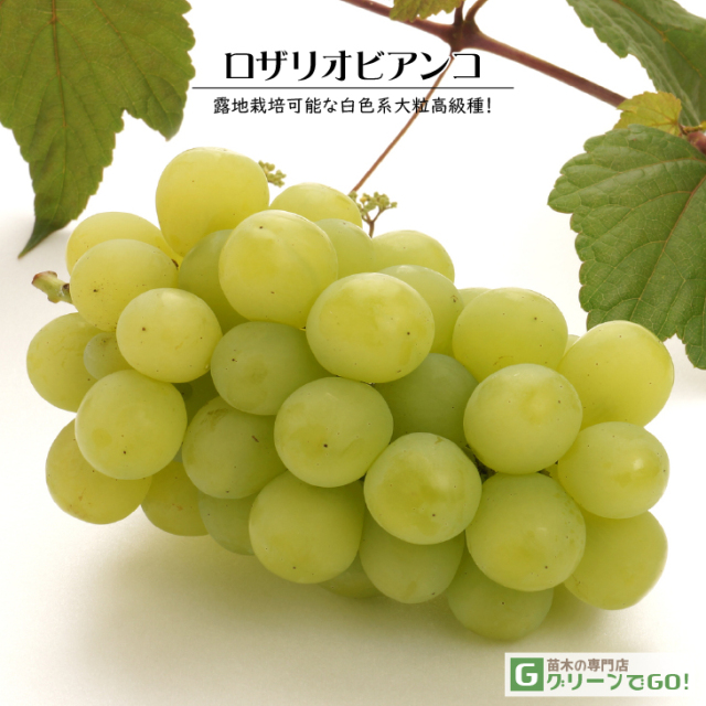 ウィンク ロザリオビアンコ セット 苗 ぶどう狩り・桃狩り