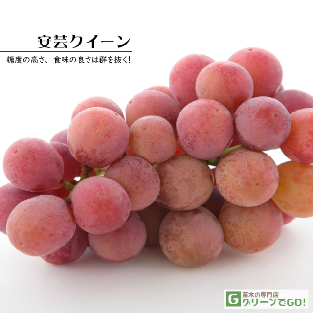 taka様！現品、ブドウの苗木※紅伊豆、デラウェア、安芸クイーンのセット！ ぶどう 苗木 安芸クイーン 接木苗 12cmロングポット苗 あき