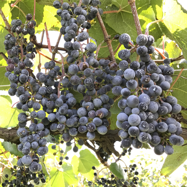 ぶどう 苗木 【山ぶどう （やまぶどう）】 1年生 ウイルスフリー