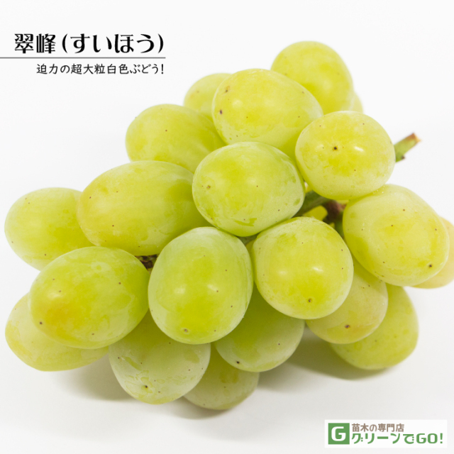 ぶどう 苗木 【翠峰 （すいほう） ［登録品種］】 1年生 ウイルスフリー 接ぎ木 ポット苗