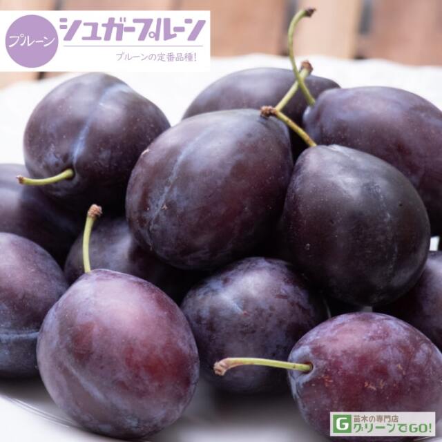 プルーン 苗木 【シュガープルーン】 3年生 接ぎ木 約1.1m 大苗