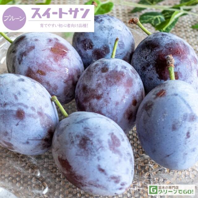 プルーン 苗木 【スイートサン】 3年生 接ぎ木 約1.1m 大苗