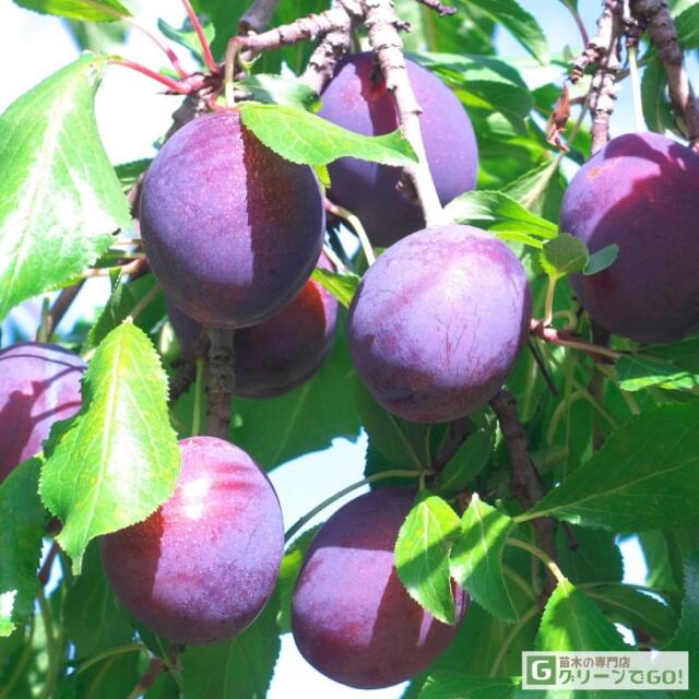 プルーンの植木3本