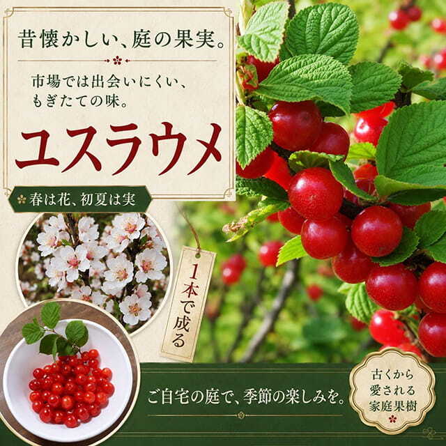 苗木の専門店】グリーンでGO！with カーメン君 (グリゴー本店