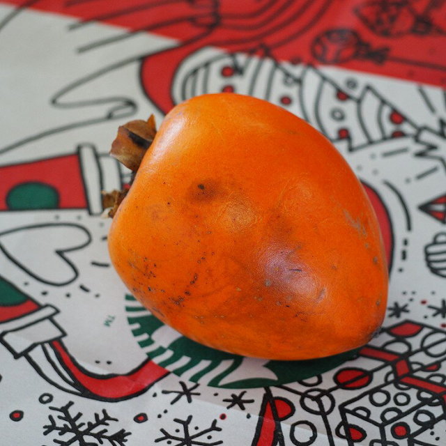 □優良2年生大苗□ 柿 苗木 【渋柿 愛宕 （あたご）】2年生大苗 接ぎ木