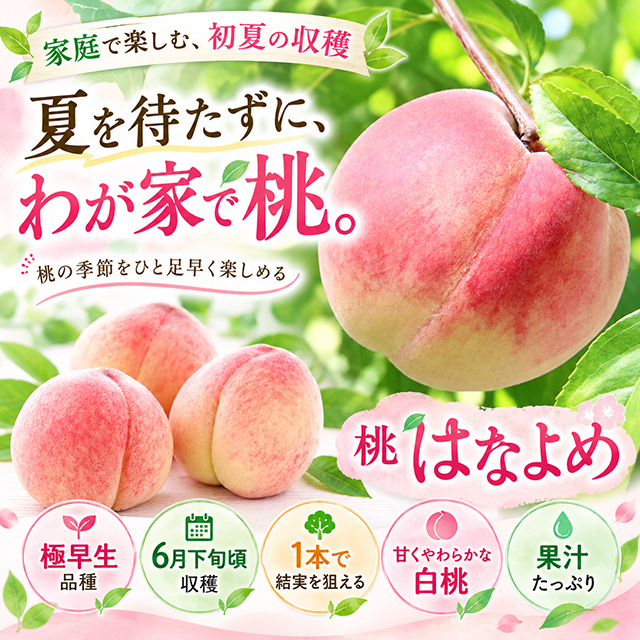 桃 苗木 【はなよめ】 3年生 接ぎ木 大苗