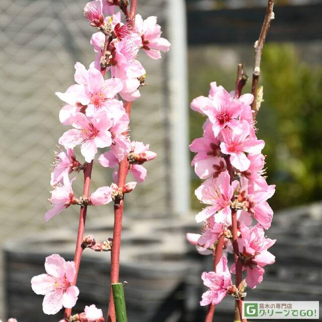 大久保　4年桃の苗木 1.3メートル 桃 苗木 【大久保 （おおくぼ）】 3年生 接ぎ木 約1.1m 大苗