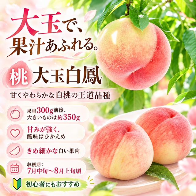 ■優良2年生大苗■ 桃 苗木 【大玉白鳳 (おおだまはくほう)】 2年生大苗 接ぎ木