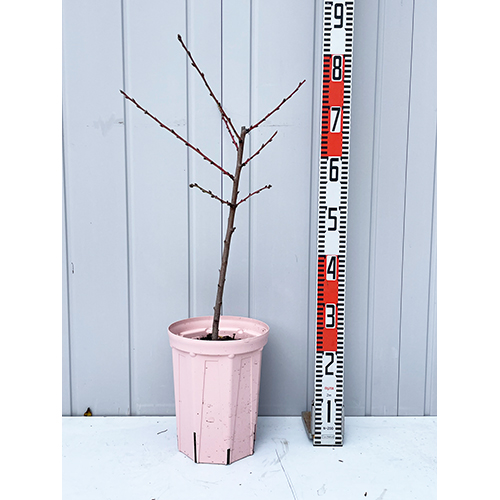 蟠桃2年生 接ぎ木スリット鉢植え