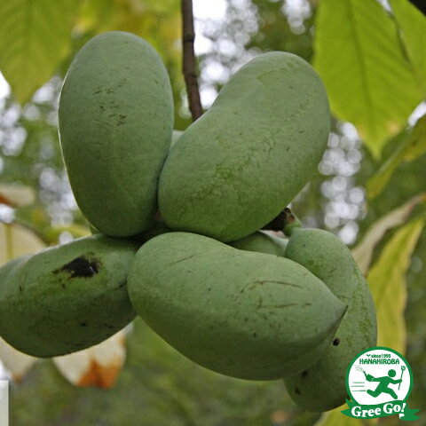 ポポー苗接木苗ピーターソンポポーワバッシュ5号 ウォバッシュ】 1