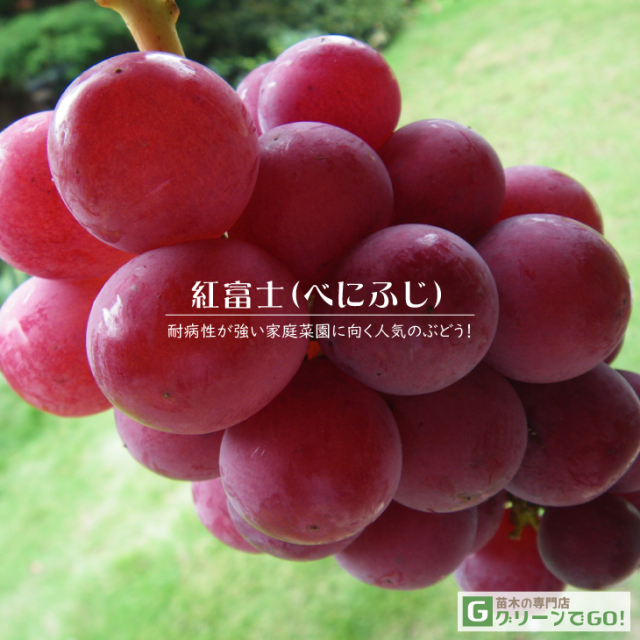 一粒が卵サイズのぶどう雄宝 | 満花今日
