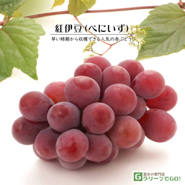 ぶどう 苗木 【紅伊豆 （べにいず） 三沢系】 3年生 ウイルスフリー
