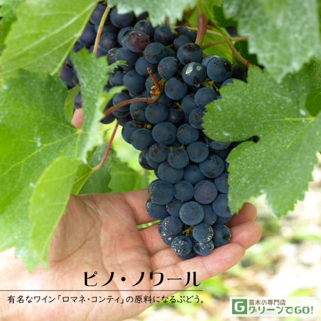 黒系 苗木の専門店 【グリーンでGO！】