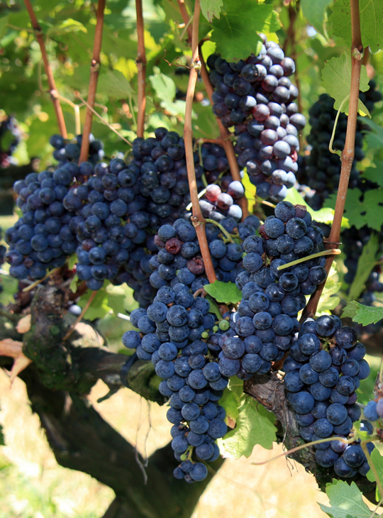 ぶどう 苗木 【赤ワイン用品種 山ソーヴィニヨン】 3年生 ウイルス