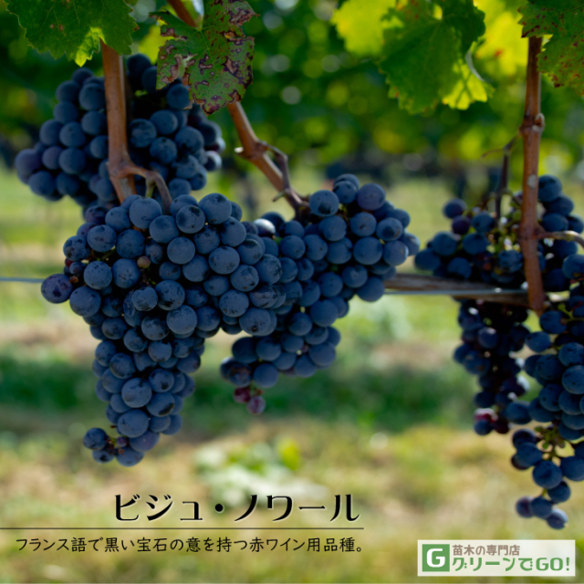 長野パープル苗木 直立2本出し　BKシードレス苗木セット ナガノパープル 苗木のおすすめ人気商品一覧 通販 - Yahoo!ショッピング