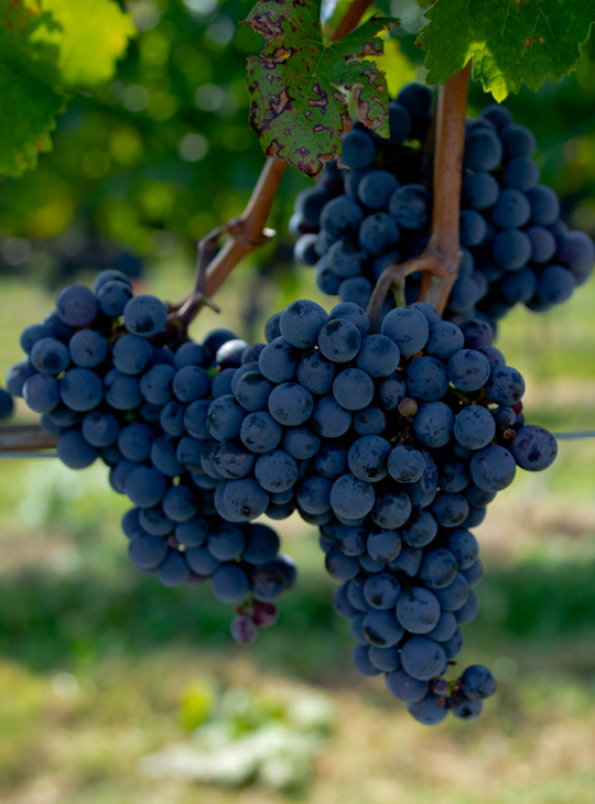 ぶどう 苗木 【赤ワイン用品種 ビジュノワール ［登録品種］】 3年生