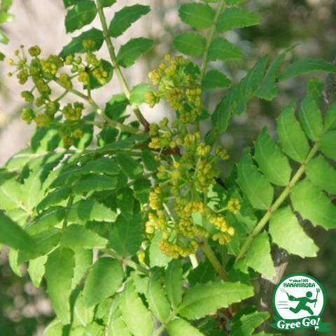山椒 苗 【スーパーストロング 花山椒 （はなさんしょう）】 3年生 接ぎ木苗