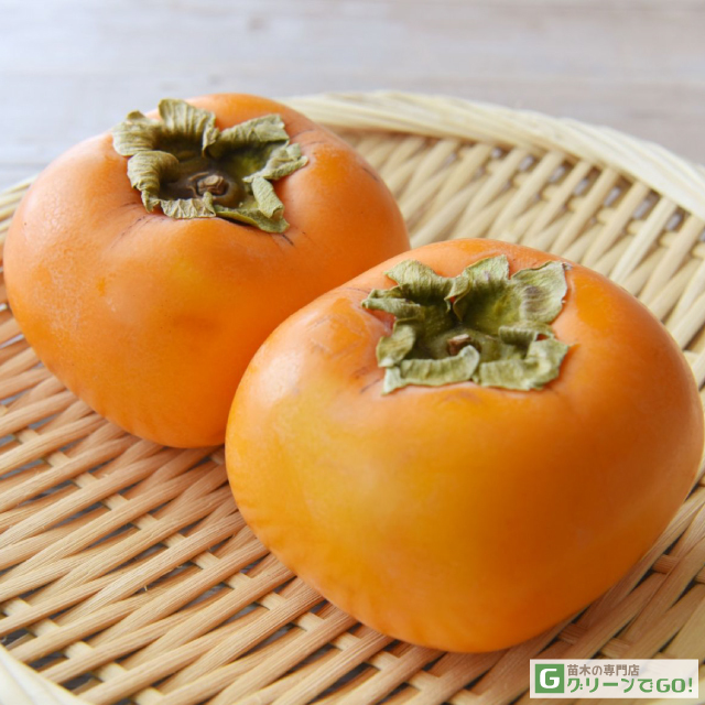 高級、甘柿の大木様の強化種、大量１００粒＋プティ粗品＋匿名送料無料、同梱可能です 柿 苗木 【完全甘柿 太雅 (たいが) ［登録品種］】 3年生 接ぎ木 約1.1