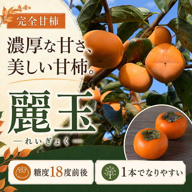 柿 苗木 【完全甘柿 麗玉 (れいぎょく) ［登録品種］】 3年生 接ぎ木 大苗