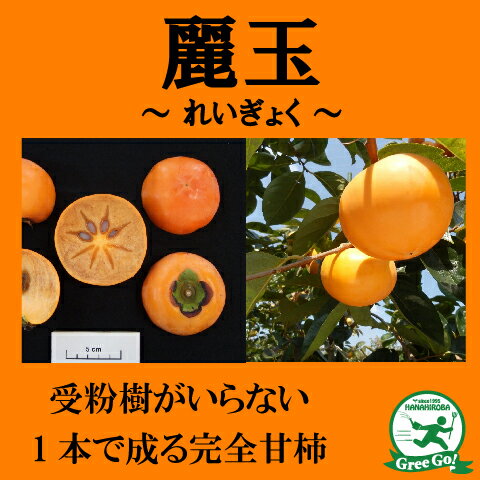 umeさま専用 麗玉柿 れいぎょく 4年生 苗木 登録品種 umeさま専用 麗玉柿 れいぎょく 4年生 苗木 登録品種