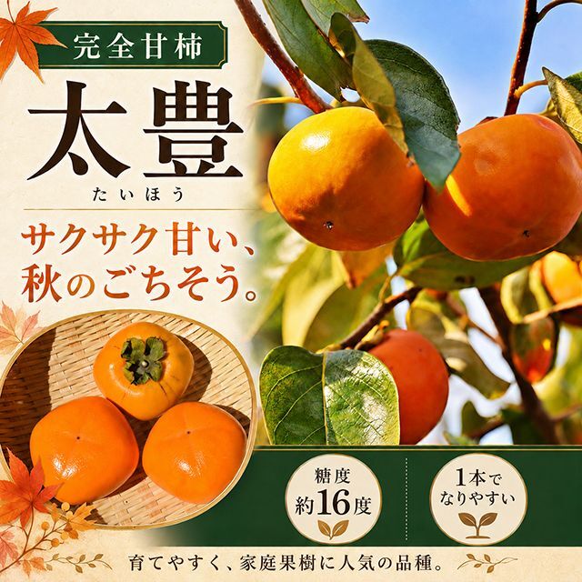 ■優良2年生大苗■ 柿 苗木 【完全甘柿 太豊 （たいほう） ［登録品種］】 2年生大苗 接ぎ木
