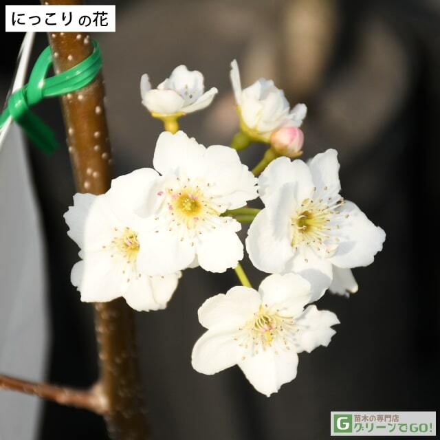 梨　にっこり　苗木　実付き 楽天市場】梨 苗木 【にっこり】 1年生接木苗 単品 or 受粉樹セット