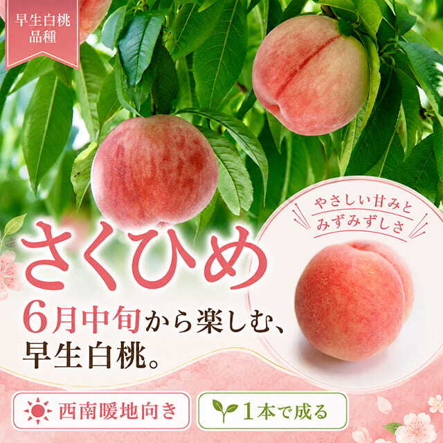 ■優良2年生大苗■ 桃 苗木 【さくひめ ［登録品種］】 2年生大苗 接ぎ木