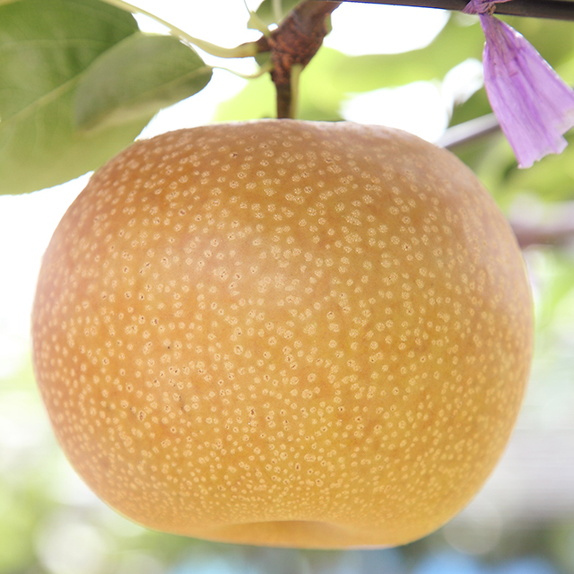 梨 苗木 【超大実 甘ひびき ［登録品種］】 3年生 接ぎ木 約1.1m 大苗