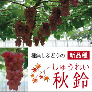 秋鈴 しゅうれい