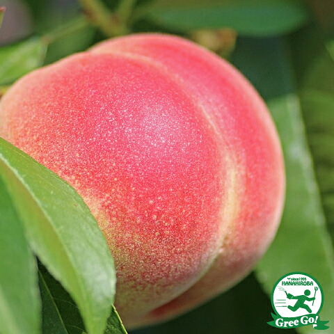 ■優良2年生大苗■ 桃 苗木 【武井早生白鳳（たけいわせはくほう）】 2年生大苗 接ぎ木