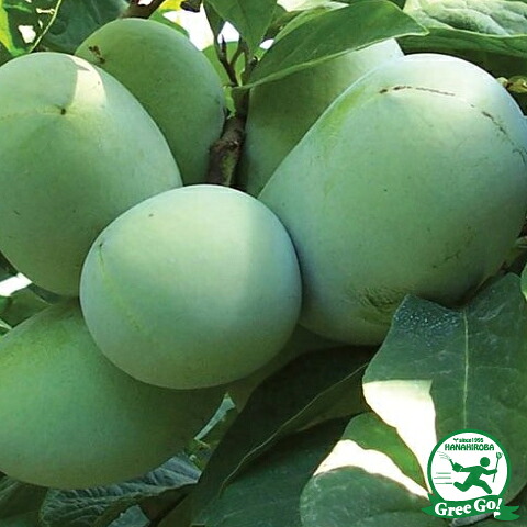 ポポー苗木 【ペンシルバニアゴールデン】 4年生 接ぎ木 大苗