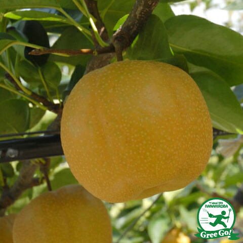 ■優良2年生大苗■ 梨 苗木 【ほしあかり】 2年生大苗 接ぎ木