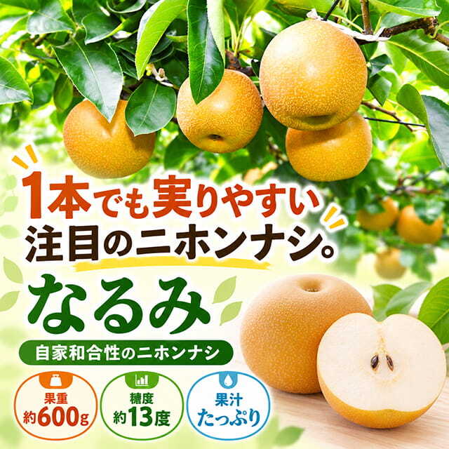 梨 苗木 【なるみ】 3年生 接ぎ木 大苗