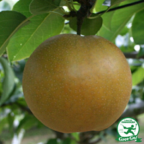 梨 苗木 【なるみ】 3年生 接ぎ木 大苗