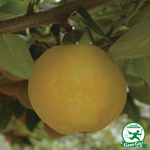 ■優良2年生大苗■ 梨 苗木 【甘太 （かんた） ［登録品種］】 2年生大苗 接ぎ木