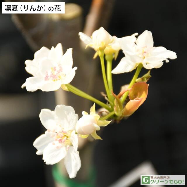 □優良2年生大苗□ 梨 苗木 【凛夏 （りんか）】 2年生大苗 接ぎ木